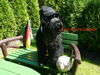 Russischer Schwarzer Terrier Hund