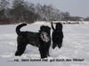 Russischer Schwarzer Terrier Hund