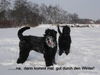 Russischer Schwarzer Terrier Foto: Endlich Winter?? (ID 43258) Russischer Schwarzer Terrier Hund
