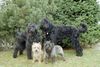 Russischer Schwarzer Terrier Foto: ...soviel zur verträglichkeit mit anderen hunden! (ID 18589) Russischer Schwarzer Terrier Hund