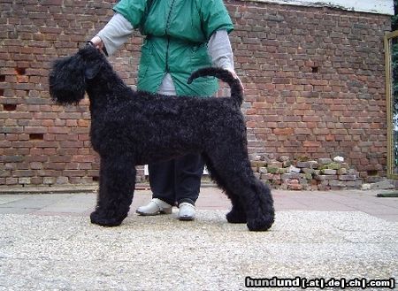 Russischer Schwarzer Terrier Hunde Foto 25805 in höherer Auflösung ansehen Russischer Schwarzer Terrier Ahovoy Knyazhna Razvesistaya