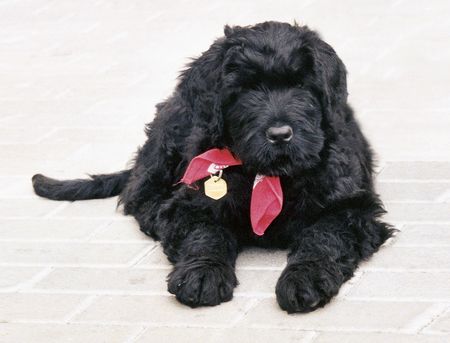 Russischer Schwarzer Terrier Hunde Foto 1747 Russischer Schwarzer Terrier Rasputin mit 10 Wochen