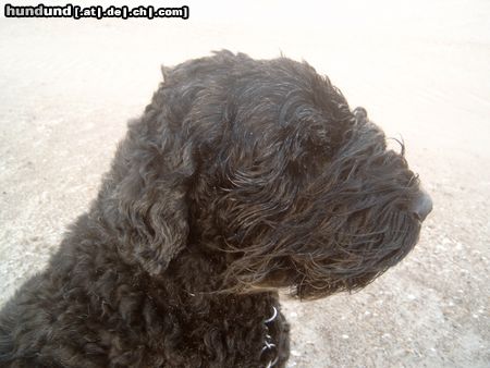 Russischer Schwarzer Terrier Hunde Foto 15812 Russischer Schwarzer Terrier