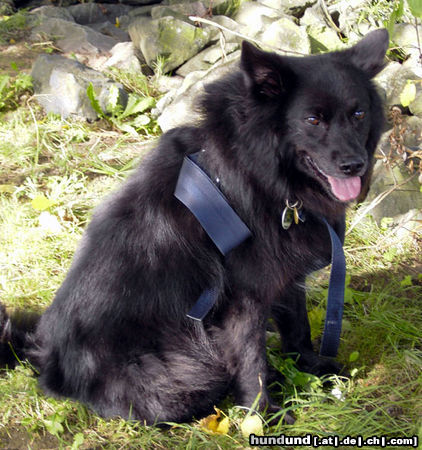 Schwedischer Lapphund Bingo, der Mausebär