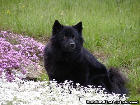 Schwedischer Lapphund Multi Ch. Raidis Nathalie