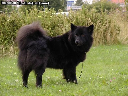 Schwedischer Lapphund Multi Ch. Raidis Nathalie