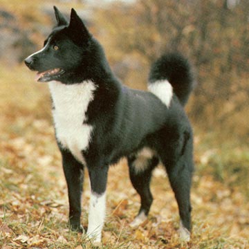 Schwedischer Lapphund