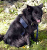 Schwedischer Lapphund Hund