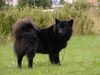 Schwedischer Lapphund Hund