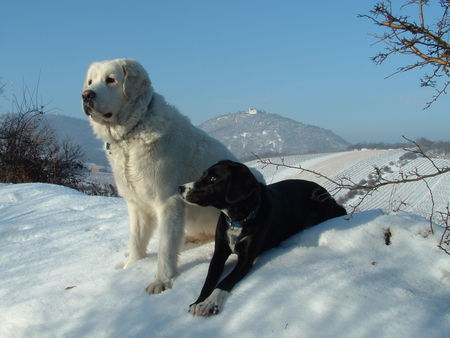 Schweizer Laufhund scöne Aussichten