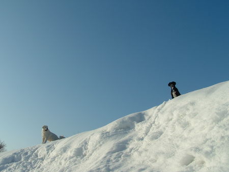 Schweizer Laufhund scöne Aussichten