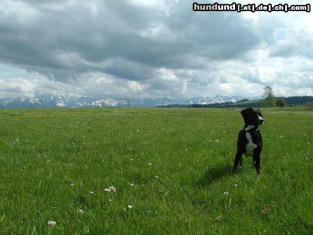 Schweizer Laufhund Hunde Foto 22211 in höherer Auflösung ansehen Schweizer Laufhund ..und das im Mai !!!!!