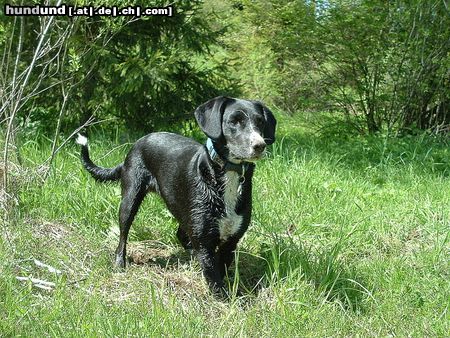 Schweizer Laufhund .bin nicht immer brav und rein  !!!!!!