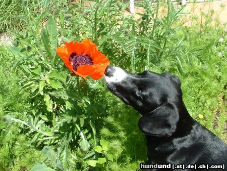 Schweizer Laufhund endlich wieder (fast)sommer!!!