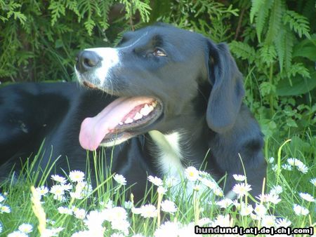 Schweizer Laufhund endlich wieder (fast)sommer!!!