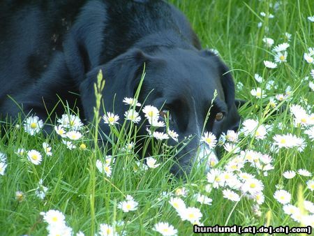 Schweizer Laufhund endlich wieder (fast)sommer!!!