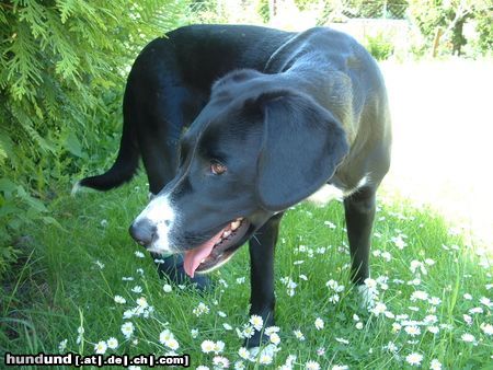 Schweizer Laufhund endlich wieder (fast)sommer!!!