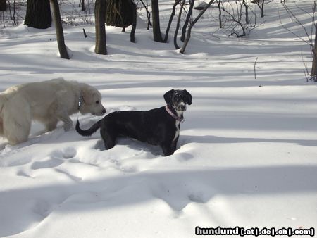 Schweizer Laufhund Herrlich im Pulverschnee zu versinken