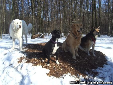 Schweizer Laufhund die vier Musketiere