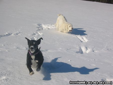 Schweizer Laufhund Ich fliege!!!