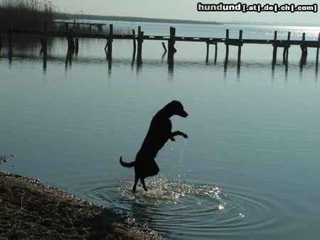 Schweizer Laufhund Tanz im Wasser