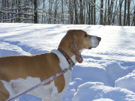 Schweizer Laufhund Das ist unser 