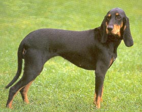 Schweizer Laufhund