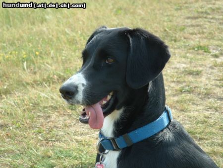 Schweizer Laufhund Wenn ihr Menschen immer so wissen würdet, was ich mir so denke...