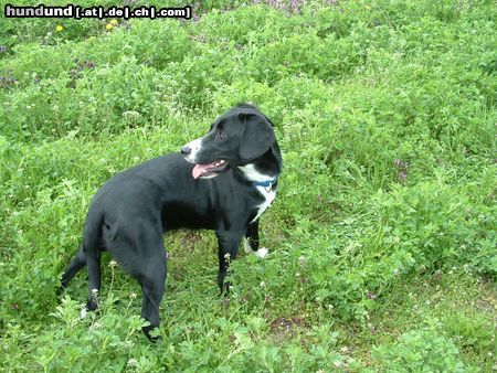 Schweizer Laufhund kommt noch jemand???