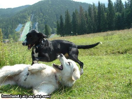 Schweizer Laufhund spielen,spielen,spielen