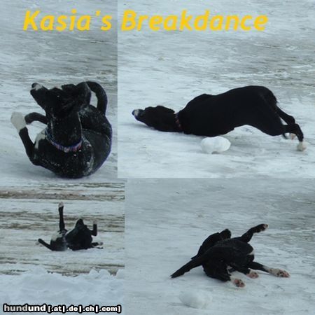 Schweizer Laufhund breakdance!!!!!kann ich auch