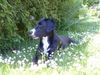 Schweizer Laufhund Foto: endlich wieder (fast)sommer!!! (ID 21752) Schweizer Laufhund Hund