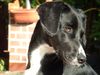 Schweizer Laufhund Foto: wann wird es endlich wieder Sommer???? (ID 18822) Schweizer Laufhund Hund