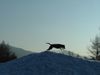 Schweizer Laufhund Foto: von Berg zu Berg (ID 20522) Schweizer Laufhund Hund