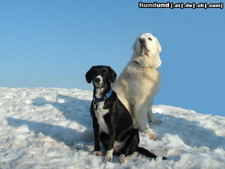 Schweizer Laufhund noch ein Freund