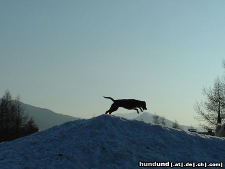 Schweizer Laufhund von Berg zu Berg