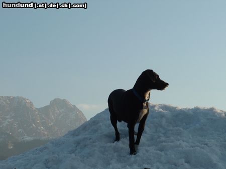 Schweizer Laufhund hoch in den Bergen