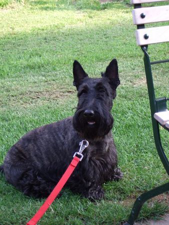 Scottish Terrier