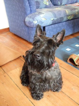 Scottish Terrier