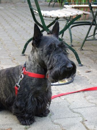 Scottish Terrier Hunde Foto 41572 Scottish Terrier