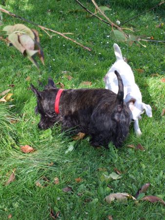 Scottish Terrier