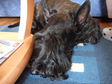 Scottish Terrier Hunde Foto 41576 Scottish Terrier