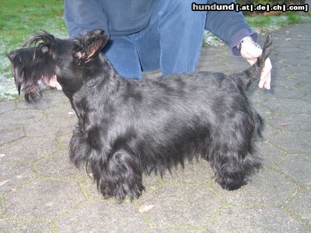 Scottish Terrier Aiby übt für die Ausstellung
