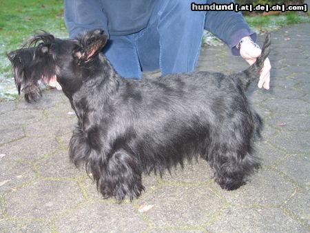 Scottish Terrier Hunde Foto 16913 in höherer Auflösung ansehen Scottish Terrier Aiby übt für die Ausstellung