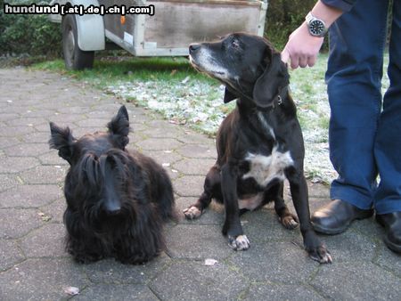 Scottish Terrier  Scottie Aiby mit Freundin Sally