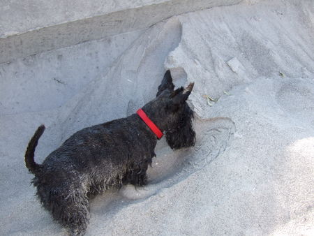 Scottish Terrier Hunde Foto 41574 Scottish Terrier