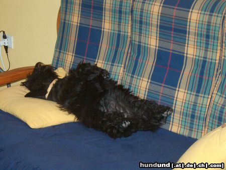 Scottish Terrier Nach den Fressen sollst du ruhen !