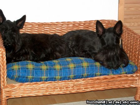 Scottish Terrier Mittagsruhe nach einen langen Spaziergang