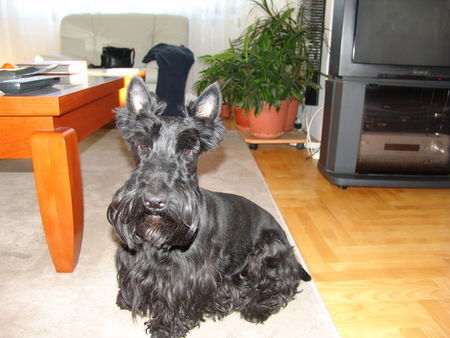 Scottish Terrier