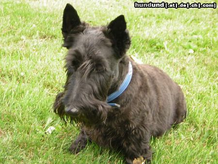 Scottish Terrier Hunde Foto 14806 in höherer Auflösung ansehen Scottish Terrier Schröder der aufmerksamme Wachhund....